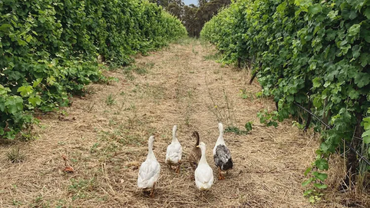 Winery deploys ducks to help reduce vineyard snails and cut input costs